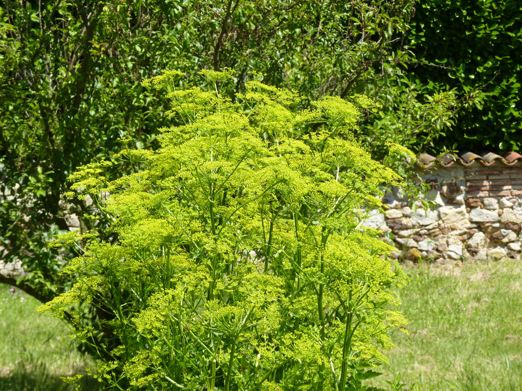 Pastinaca sativa ssp sylvestris